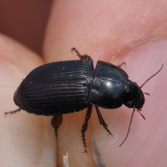 Harpalus tardus