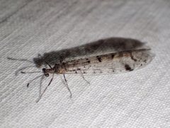 Dendroleon longipennis