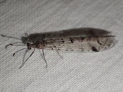 Dendroleon longipennis