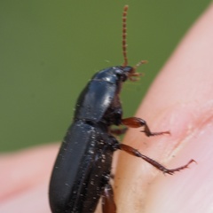 Harpalus tardus