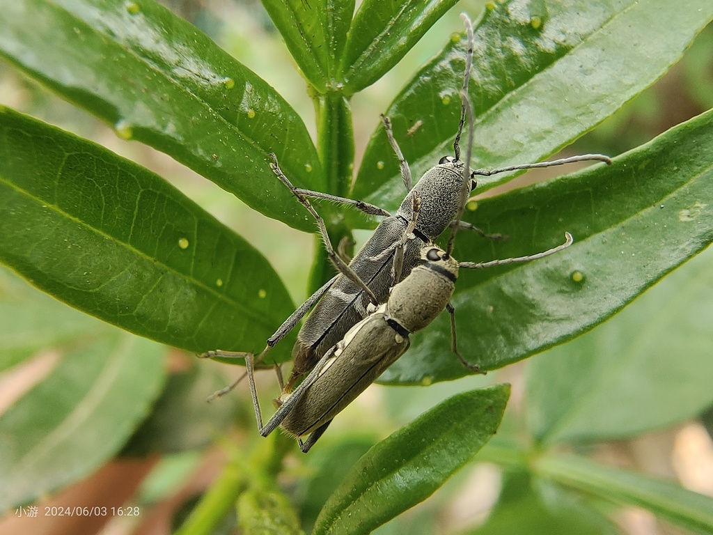 Perissus paulonotatus