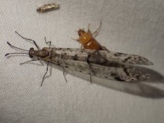 Dendroleon longipennis