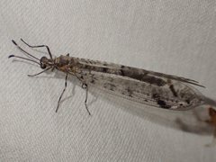 Dendroleon longipennis