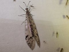 Dendroleon longipennis