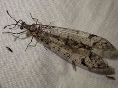 Dendroleon longipennis