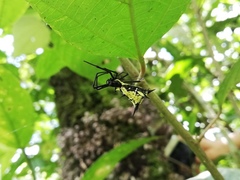 Micrathena vigorsi