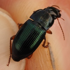 Harpalus rubripes