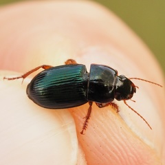 Harpalus rubripes
