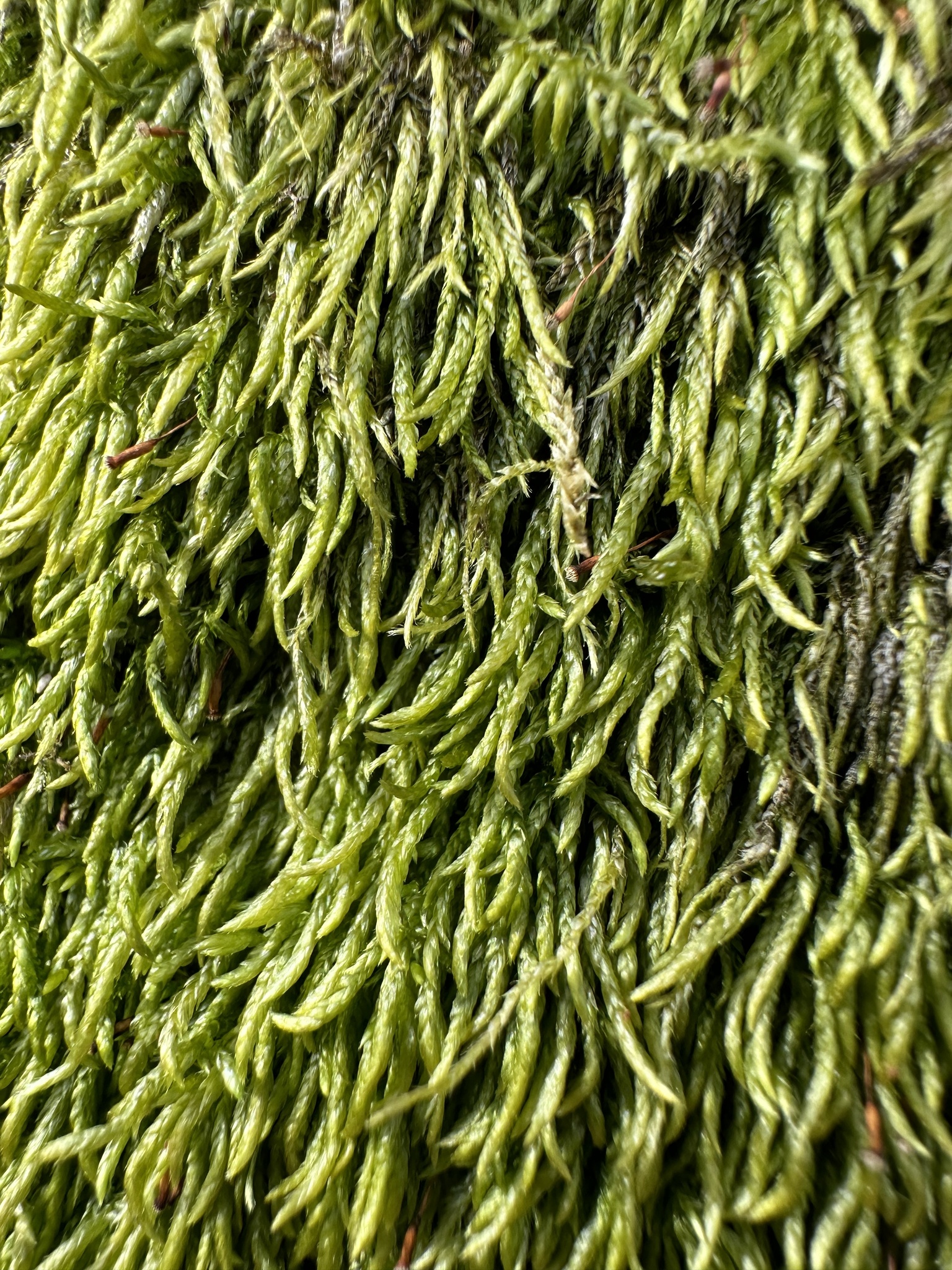 Scleropodium cespitans