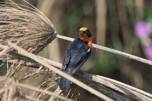 Papyrus Gonolek (Laniarius mufumbiri)