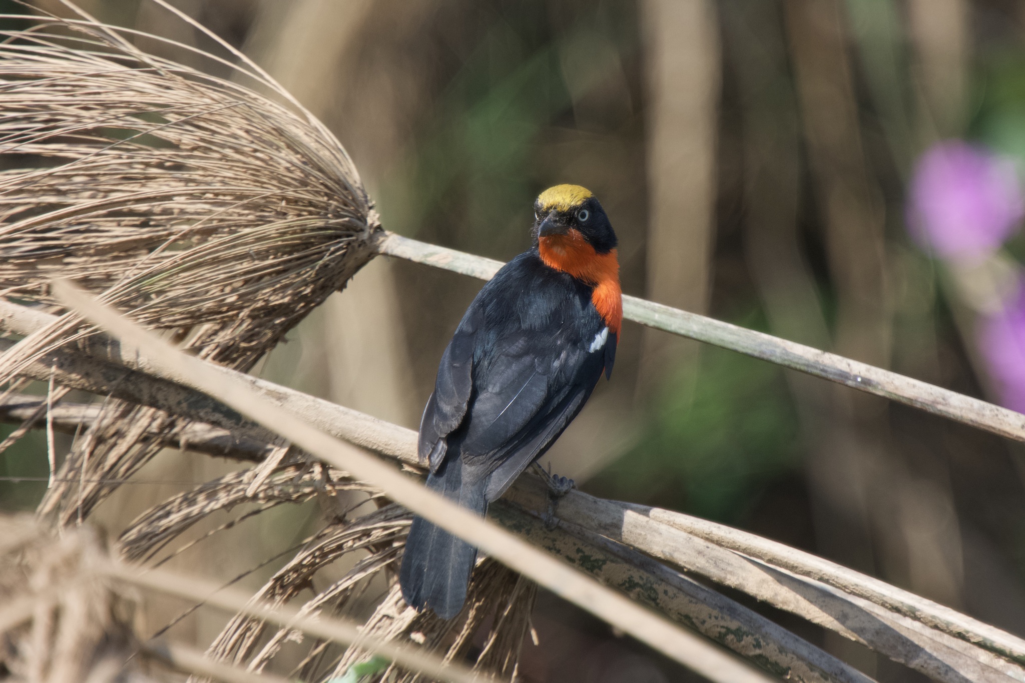 Papyrus Gonolek (Laniarius mufumbiri), photo 1