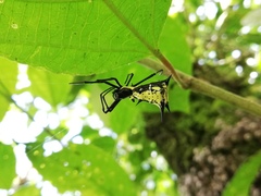 Micrathena vigorsi