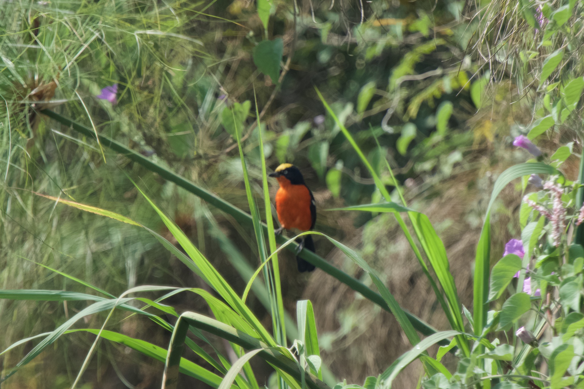 Papyrus Gonolek (Laniarius mufumbiri), photo 6