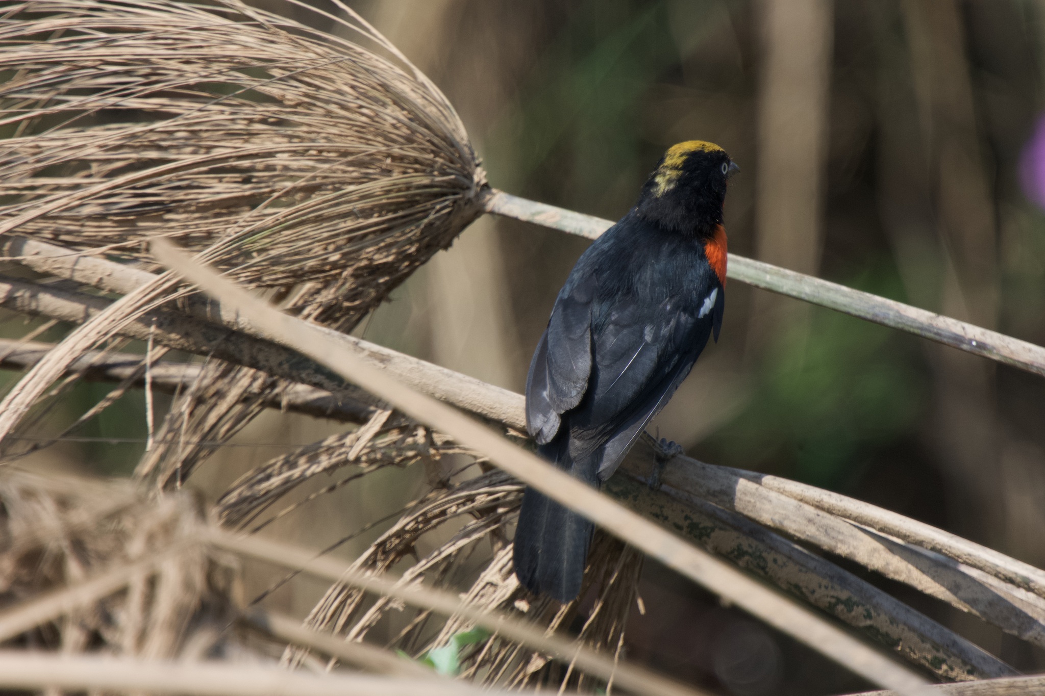 Papyrus Gonolek (Laniarius mufumbiri), photo 7