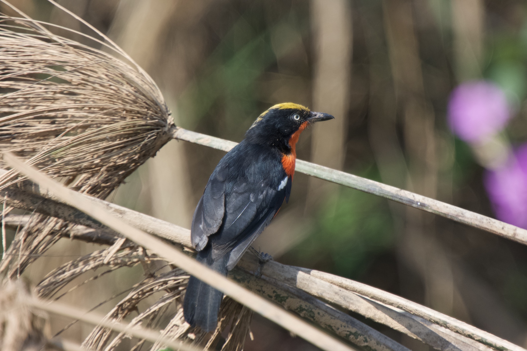 Papyrus Gonolek (Laniarius mufumbiri), photo 2