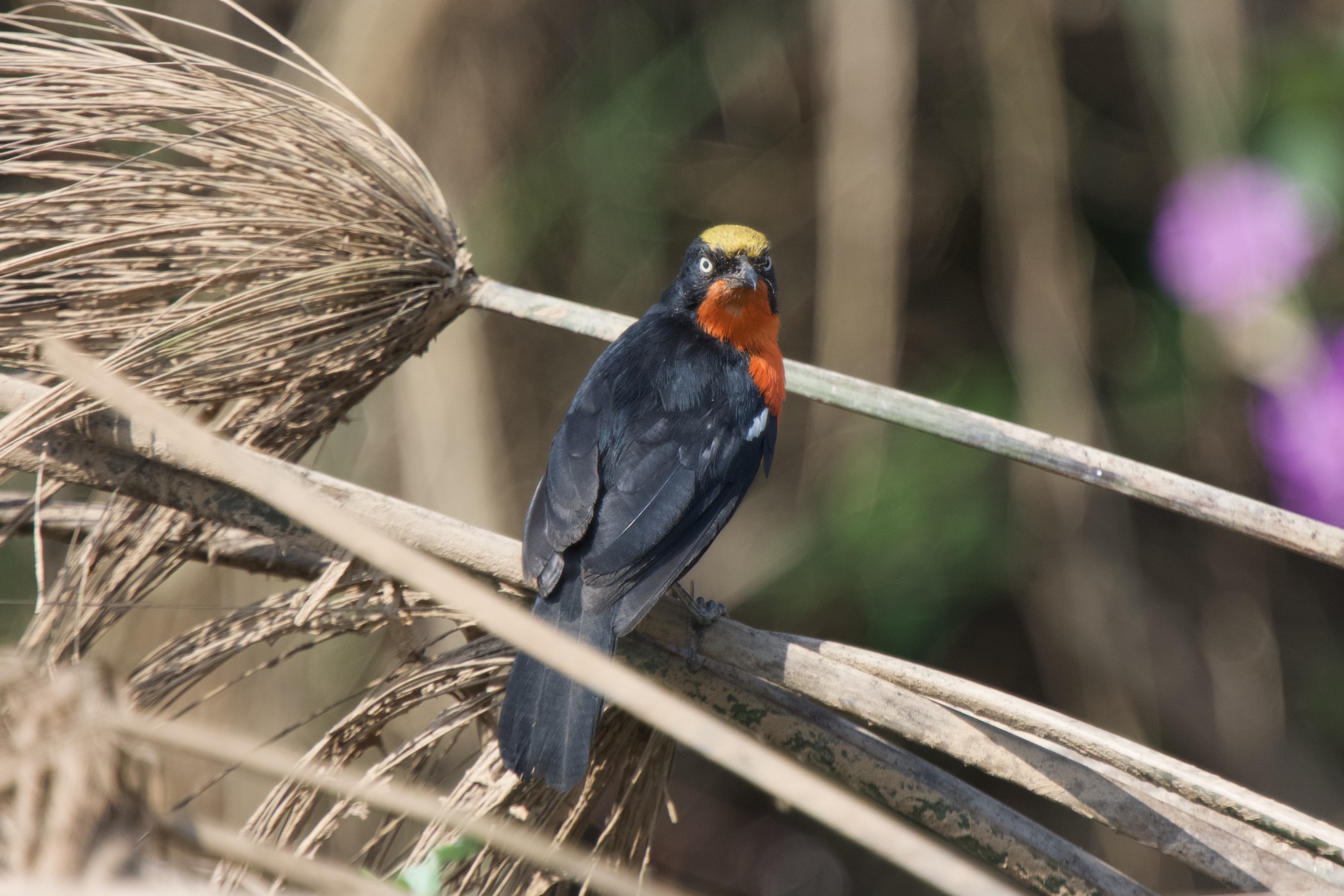 Papyrus Gonolek (Laniarius mufumbiri), photo 9