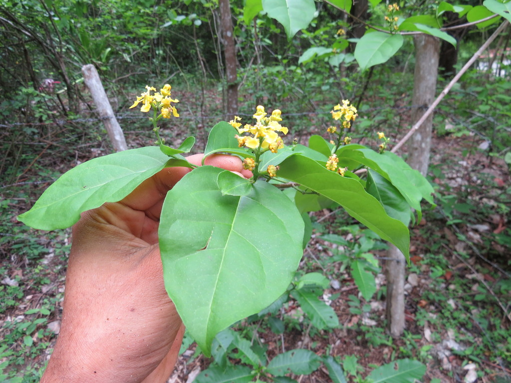 Bunchosia diphylla
