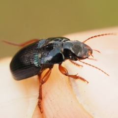 Harpalus rubripes