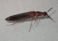 Australymexylon fuscipennis