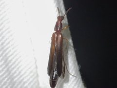 Australymexylon fuscipennis