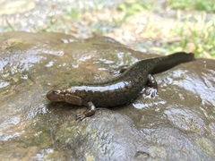 Desmognathus kanawha