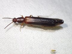 Australymexylon fuscipennis