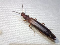 Australymexylon fuscipennis