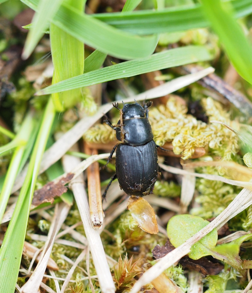Amidorus obscurus