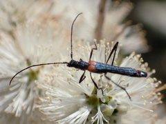 Oroderes humeralis