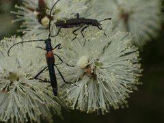 Oroderes humeralis