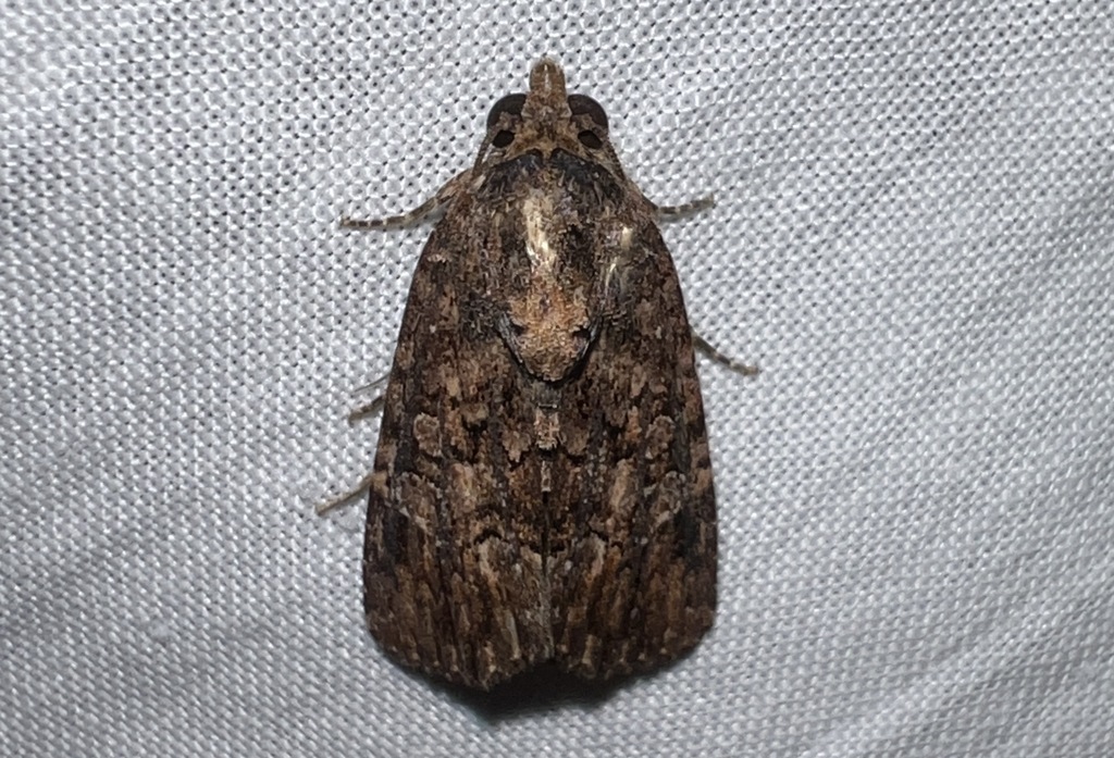 Stenopterygia gabonensis