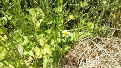 Ranunculus silerifolius
