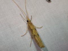 Kosrheithrus tillyardi