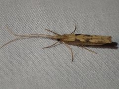 Kosrheithrus tillyardi