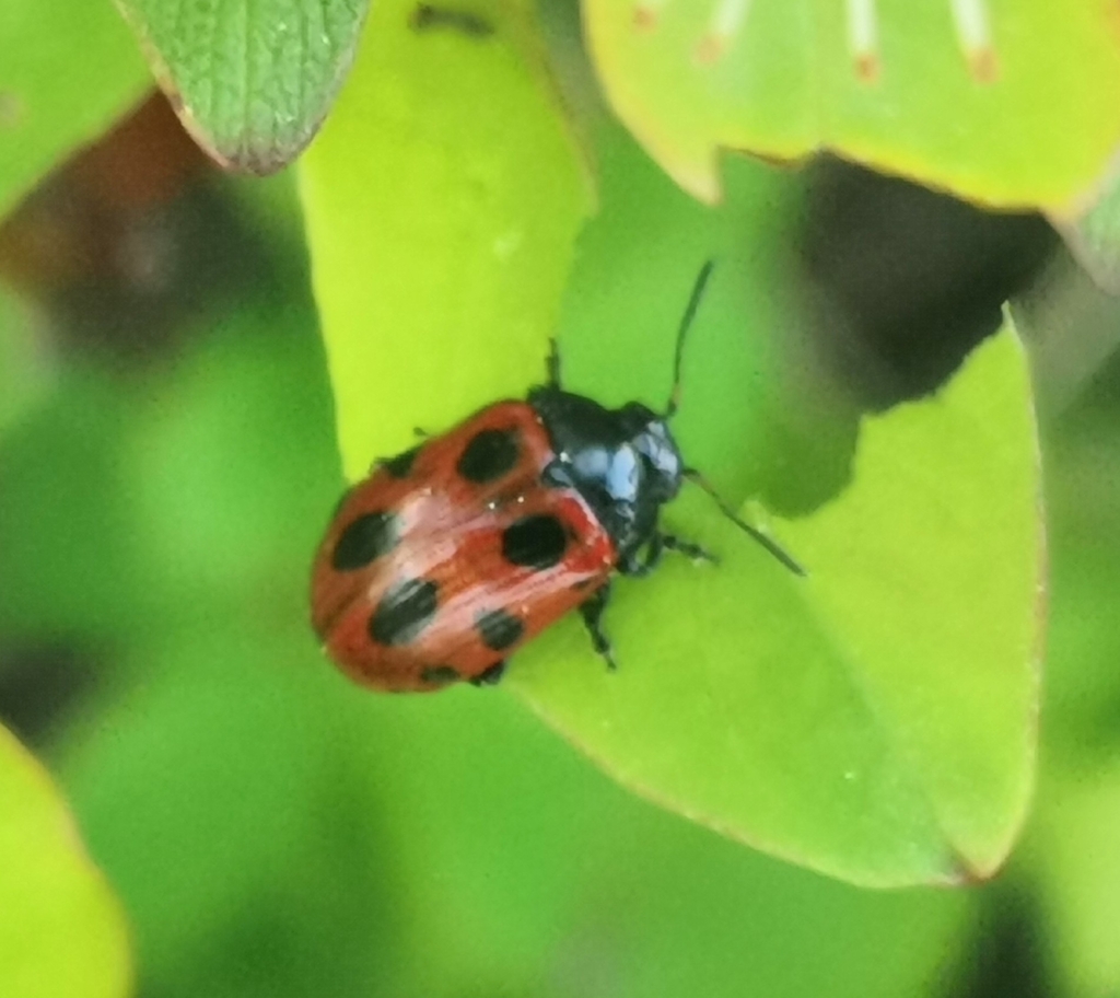 Gonioctena nivosa