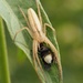 Araña Cangrejo Larga - Photo (c) Jakob Fahr, algunos derechos reservados (CC BY-NC), subido por Jakob Fahr