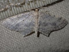 Poecilasthena scoliota
