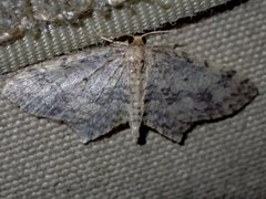 Poecilasthena scoliota
