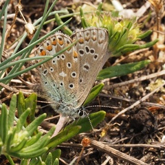 Polyommatus bellargus