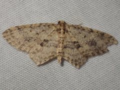 Poecilasthena scoliota