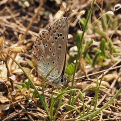 Polyommatus bellargus