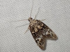 Eulechria callidesma