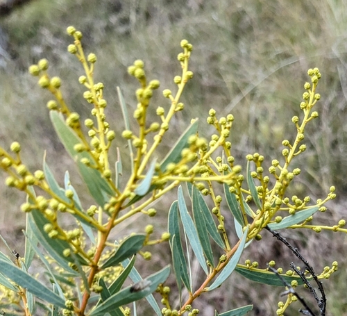 Image of Acacia decora by (c) Richard Shirky, some rights reserved (CC BY)