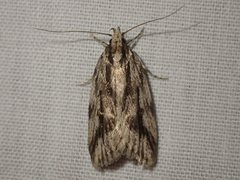 Barea sphaeridias