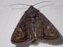 Neumichtis spumigera