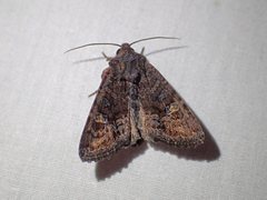 Neumichtis spumigera