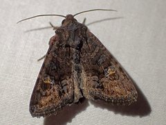 Neumichtis spumigera