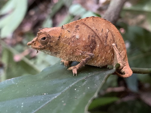Spectral Pygmy Chameleon