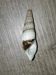 Thiaridae