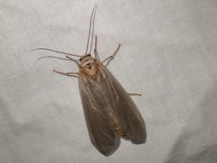 Ithone pallida
